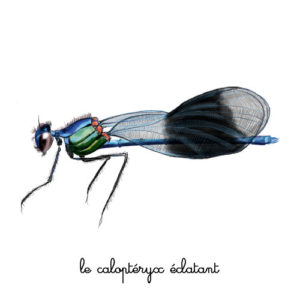 le calopteryx eclatant illustration