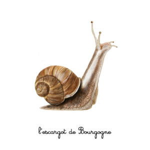 l'escargot de bourgogne illustration