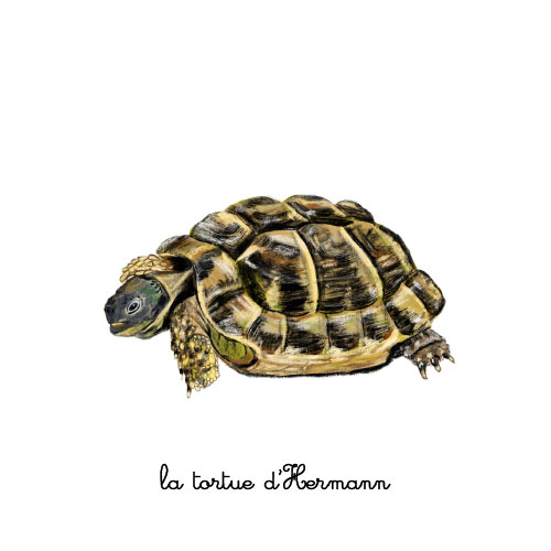 La tortue d'Hermann