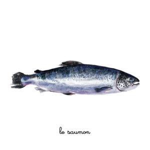 le saumon illustration