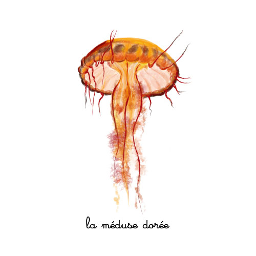 la méduse dorée illustration