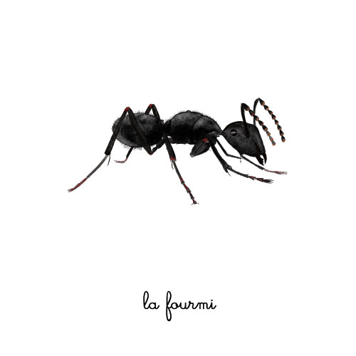 la fourmi