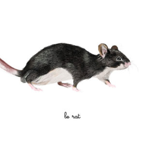 le rat illustration