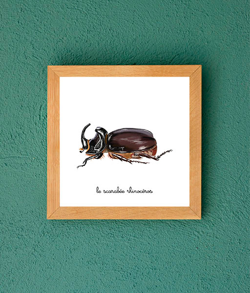 le scarabée rhinoceros