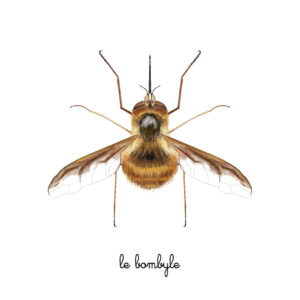 Bombyle insecte