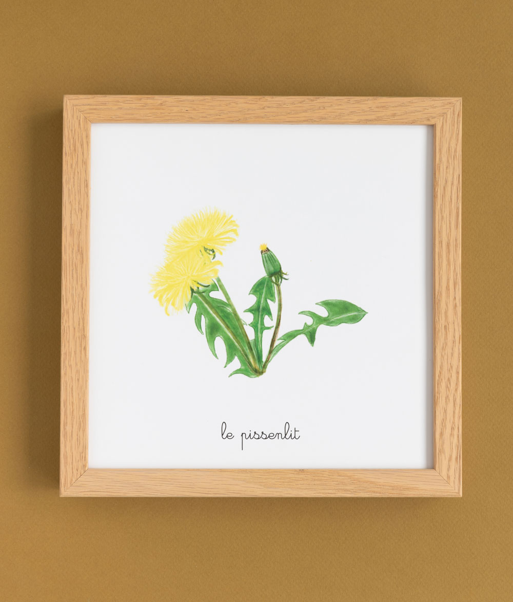 Imagier de Pissenlits : Une collection visuelle de fleurs de pissenlit.