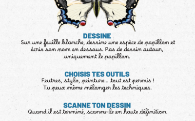 🖍 Dessine un papillon