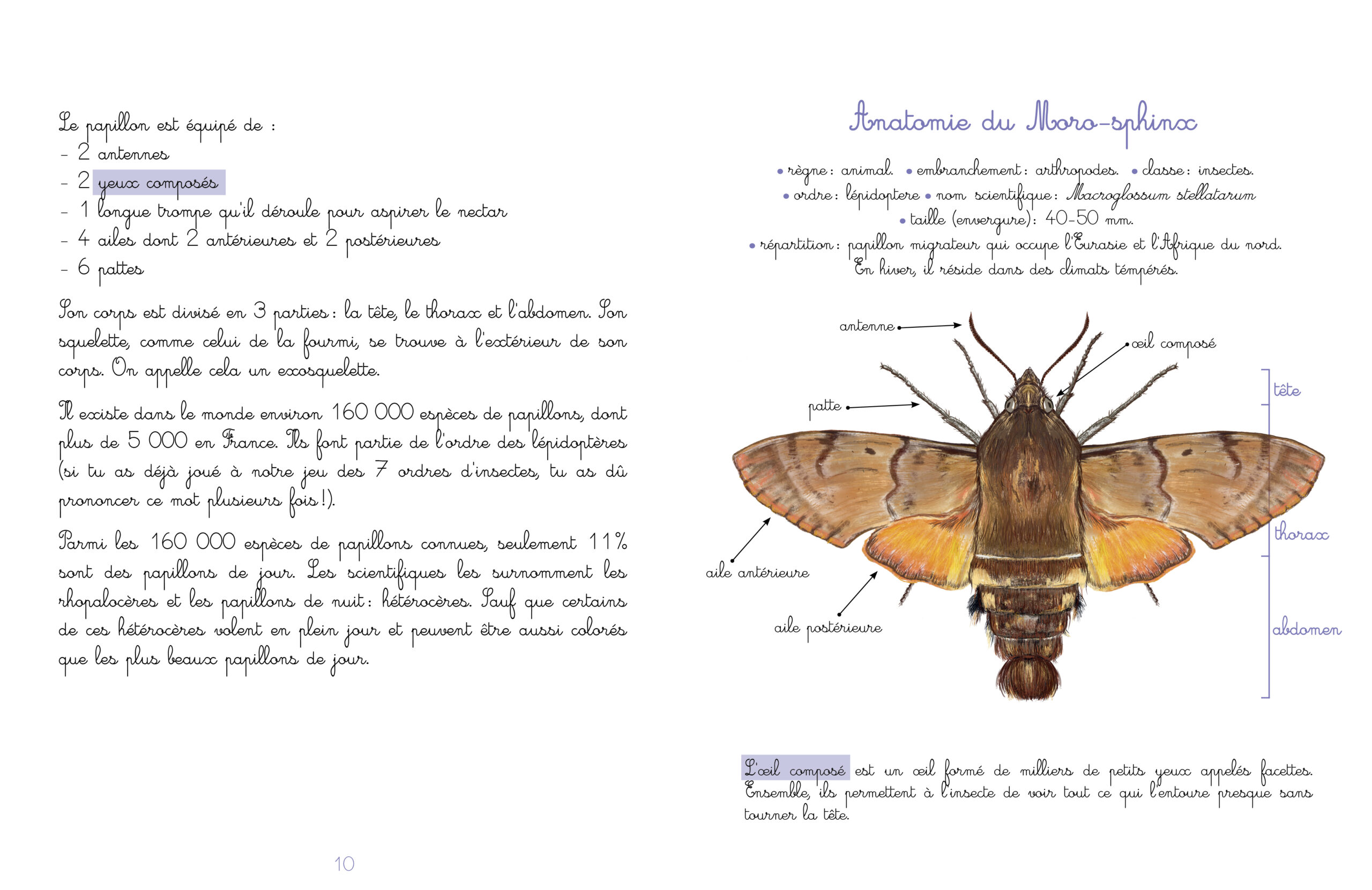 Le jardin de Juliette et Joséphine "Le Papillon" – Image 2